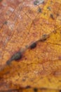 Leaf close-up shot in autumn.