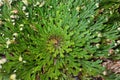 False rose of Jericho plant, Selaginella lepidophylla