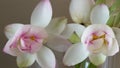 Macro photo of family planting lotus