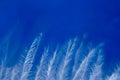 Macro photo. Feather on blue, blurred background. Beautiful soft texture of the pen. Royalty Free Stock Photo