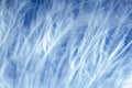 Macro photo. Feather on blue, blurred background. Beautiful soft texture of the pen Royalty Free Stock Photo