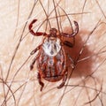 Blood-sucking mite on a human skin macro