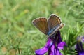 Female Polyommatus amandus , The Amanda`s blue butterfly Royalty Free Stock Photo