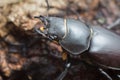 Female stag beetle, Lucanus cervus on oak wood