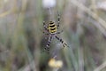 Female wasp spider, Argiope bruennichi, on the net