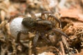 Macro photo of a female wolf spider with eggsack. Royalty Free Stock Photo