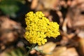 Macro photo of fernleaf yarrow flowers Achillea filipendulina, California Royalty Free Stock Photo