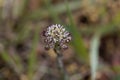 Field pepperwort flower, Lepidium campestre