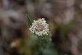 Field pepperwort flower, Lepidium campestre