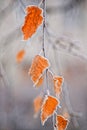 Macro photo. First day of winter. Golden leaves on the birch,