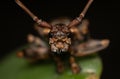 Flat Faced Longhorn Beetle