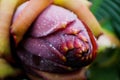 Macro photo of a flower banana