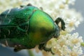 Flower chafer beetle feeding on flower Royalty Free Stock Photo