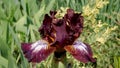 Macro photo of flower dwarf iris cultivar Hustle.