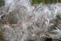 Macro photo of flower fluff with blured background Royalty Free Stock Photo