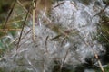 Macro photo of flower fluff with blured green background Royalty Free Stock Photo