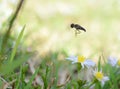 Macro photo of a flower fly flying over small daisies Royalty Free Stock Photo