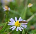 Macro photo of a flower fly on a small daisies Royalty Free Stock Photo