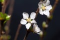Macro photo of a flower of a Fuji cherry, Prunus incisa Royalty Free Stock Photo