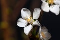 Macro photo of a flower of a Fuji cherry, Prunus incisa Royalty Free Stock Photo