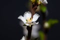 Macro photo of a flower of a Fuji cherry, Prunus incisa Royalty Free Stock Photo