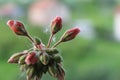 Macro photo of a flower Royalty Free Stock Photo