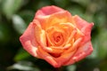 Beautiful ,colorful closeup of a rose in garden