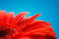 Macro photo of flower with water drop Royalty Free Stock Photo