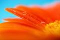 Macro photo of flower with water drop Royalty Free Stock Photo