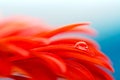 Macro photo of red gerbera flower with water drop on blue background Royalty Free Stock Photo