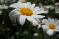 Macro photo flower white background blur