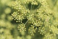 Macro photo of flowers of Ferula assa foetida