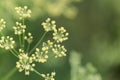 Macro photo of flowers of Ferula assa foetida