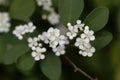 Flowers of the firethorn Cotoneaster multiflorus. Royalty Free Stock Photo