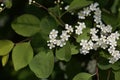 Flowers of the firethorn Cotoneaster multiflorus. Royalty Free Stock Photo