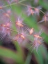 macro photo of flowers from weeds