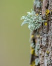 Macro Photo of Fluffy Green Lichen on Tree Royalty Free Stock Photo