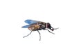 Macro photo of fly isolated on white background. Royalty Free Stock Photo