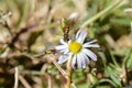 A macro photo of a fly that mimics a bee sucking nectar from a small wild flower.