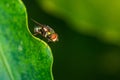 A macro photo of a fly perched on the edge of a green leaf.