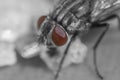 Macro photo of fly and red eye Royalty Free Stock Photo