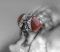 Macro photo of fly and red eye Royalty Free Stock Photo