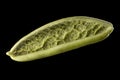 Macro photo of foglie spinach pasta isolated on black with clipping path Royalty Free Stock Photo