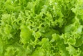Food vegetable green salad. Texture background fresh Lettuce green salad Royalty Free Stock Photo