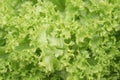 Macro Photo food vegetable green salad. Texture background fresh Lettuce green salad. Leafs of fresh green salad. Close up Royalty Free Stock Photo