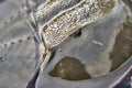 Macro photo of forepart of amazing horseshoe crab Royalty Free Stock Photo