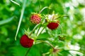 Macro photo of Fragaria vesca, commonly called wild strawberry Royalty Free Stock Photo