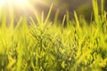 macro photo of a fresh green grass in the summer field under the sun shine backgrounds Royalty Free Stock Photo