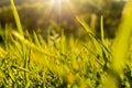 macro photo of a fresh green grass in the summer field under the sun shine backgrounds Royalty Free Stock Photo