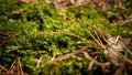 Macro photo of fresh green moss growing in pine tree forest Royalty Free Stock Photo